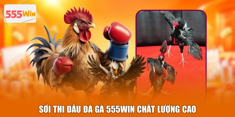 Sới thi đấu đá gà 555WIN chất lượng cao